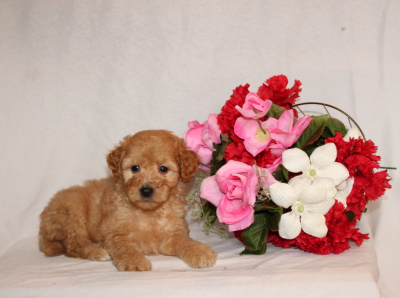 puppy, for, sale, Mini Goldendoodle F2B, Matthew B. Stoltzfus, dog, breeder, Gap, PA, dog-breeder, puppy-for-sale, forsale, nearby, find, puppyfind, locator, puppylocator, aca